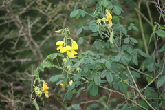 Crotalaria laburnifolia